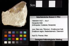 Foto (Objket + Etiketten) von Pithonoton sp. 